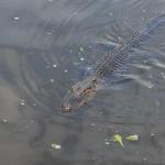 OTRA2014_1545 (September 03, 2014)